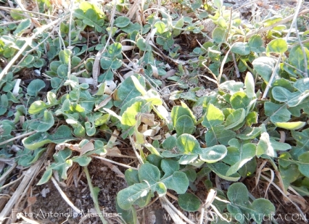 Fiordaliso delle spiagge:  Centaurea sphaerocephala